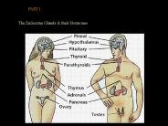 Endokrin Sistem