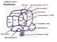 Hypothalamus PowerPoint PPT Presentation