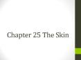 Chapter 25 The Skin PowerPoint PPT Presentation