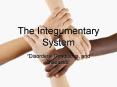 The Integumentary System PowerPoint PPT Presentation