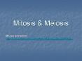 Mitosis PowerPoint PPT Presentation