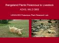 Rangeland Plants Poisonous to Livestock PowerPoint PPT Presentation
