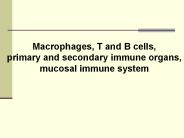 Macrophages, T and B cells,