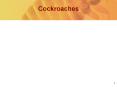 Cockroaches PowerPoint PPT Presentation