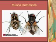 Musca Domestica