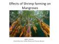 Effects of Shrimp farming on Mangroves PowerPoint PPT Presentation