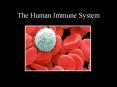 The Human Immune System PowerPoint PPT Presentation