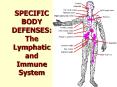 SPECIFIC BODY DEFENSES: The Lymphatic and Immune System PowerPoint PPT Presentation