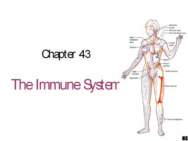 The Immune System