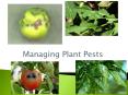 Managing Plant Pests PowerPoint PPT Presentation