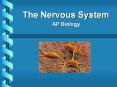 The Nervous System PowerPoint PPT Presentation