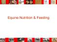 Equine Nutrition PowerPoint PPT Presentation