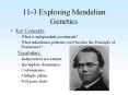 11-3 Exploring Mendelian Genetics PowerPoint PPT Presentation