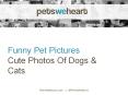 We Share Funny Pet Pictures and Quotes PowerPoint PPT Presentation