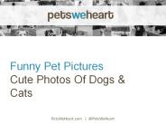 We Share Funny Pet Pictures and Quotes