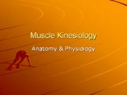 Muscle%20Kinesiology