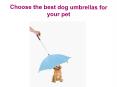 Choose the best dog umbrellas for your pet PowerPoint PPT Presentation