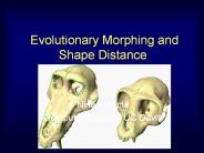 Evolutionary Morphing and Shape Distance