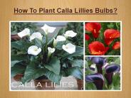 How To Plant Calla Lillies Bulbs?