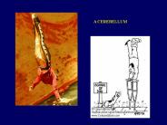 A%20CEREBELLUM