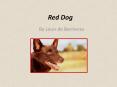 Red Dog by Louis de Bernieres Introduction PowerPoint PPT Presentation