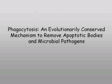 Phagocytosis: An Evolutionarily Conserved Mechanism to Remove Apoptotic Bodies