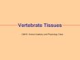 Vertebrate Tissues PowerPoint PPT Presentation