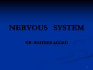 NERVOUS  SYSTEM
