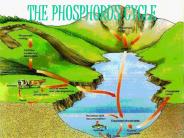 THE PHOSPHORUS CYCLE