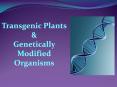 Transgenic Plants PowerPoint PPT Presentation