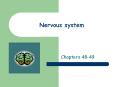 Nervous system PowerPoint PPT Presentation
