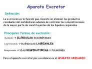 Aparato Excretor