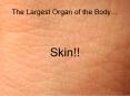 The Largest Organ of the Body PowerPoint PPT Presentation