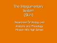 The Integumentary System (Skin) PowerPoint PPT Presentation