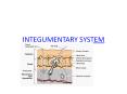 INTEGUMENTARY SYSTEM PowerPoint PPT Presentation