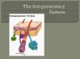 The Integumentary System PowerPoint PPT Presentation