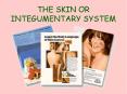 THE SKIN OR INTEGUMENTARY SYSTEM PowerPoint PPT Presentation