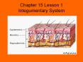 Chapter 15 Lesson 1 Integumentary System PowerPoint PPT Presentation
