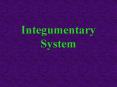 Integumentary%20System PowerPoint PPT Presentation