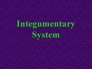 Integumentary%20System