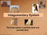 Integumentary System