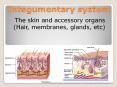 Integumentary system PowerPoint PPT Presentation