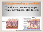 Integumentary system