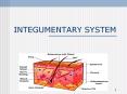 INTEGUMENTARY SYSTEM PowerPoint PPT Presentation