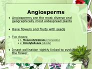 Angiosperms