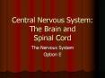 Central Nervous System: The Brain and Spinal Cord PowerPoint PPT Presentation