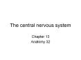 The central nervous system PowerPoint PPT Presentation