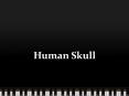 Human Skull PowerPoint PPT Presentation