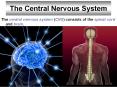 The Central Nervous System PowerPoint PPT Presentation