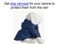 Get dog raincoats for your canine to protect them from the rain PowerPoint PPT Presentation